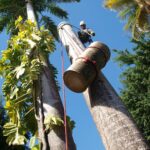 Mario Elagage - Elageur grimpeur généraliste