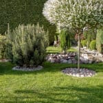 Mario Elagage - Elagueur d'ornement