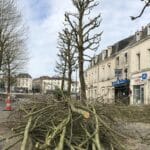 Mario Elagage - Elagueur grimpeur en milieu urbain