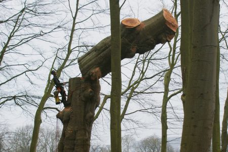 Mario Elagage - Elagueur grimpeur en démontage d'arbre